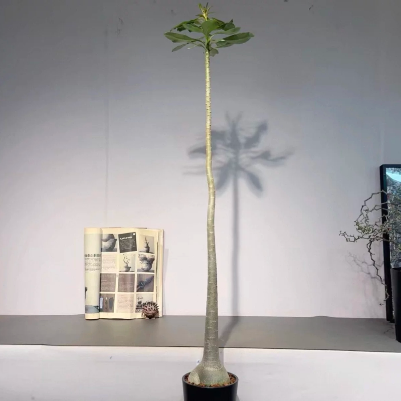 2号 索科特拉沙漠玫瑰块根实生籽播带大10.3CM多肉一物一拍7/1