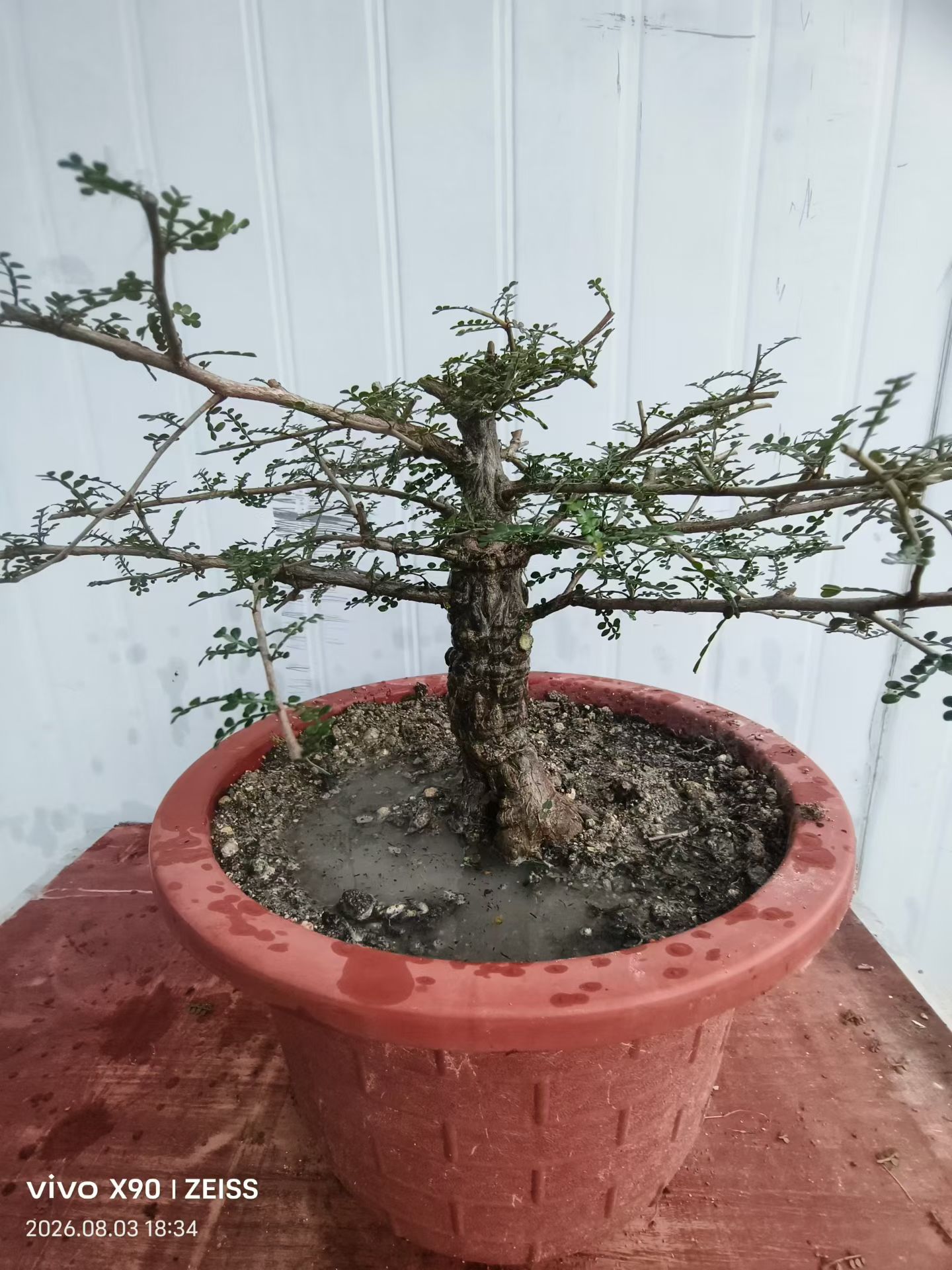 实生矮桩爆瘤列加漆树块根植物一物一拍多肉包邮稀有品种包邮8/4