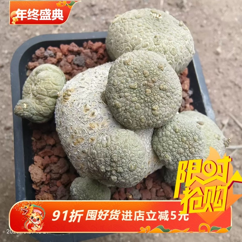 团子状凝蹄玉群生大戟科块根植物稀有品多肉一物一拍包邮10/29