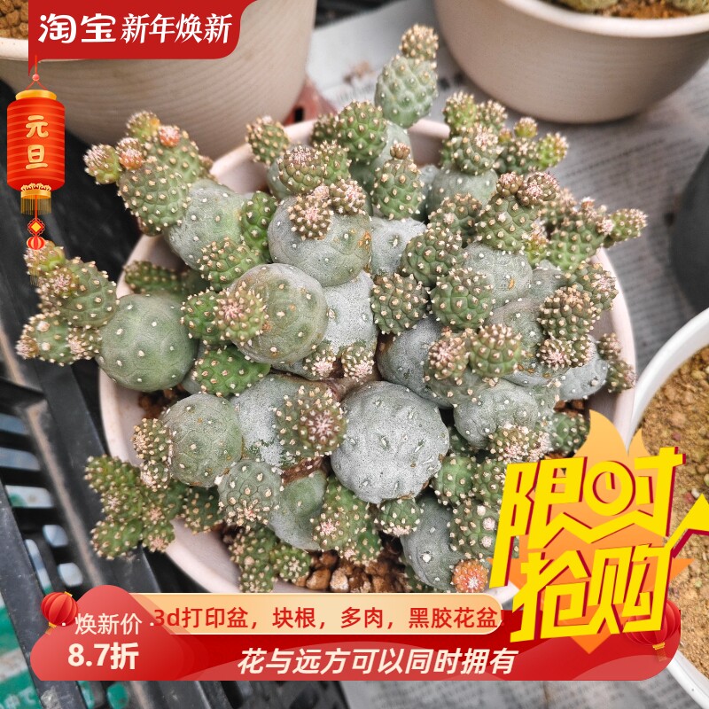 迷你足球团扇团扇属潮流仙人球稀有品种一物一拍稀有品包邮7/22