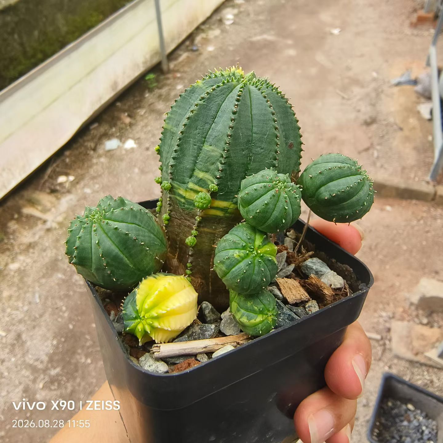 贵青玉锦大戟科块根潮流植物室内盆栽多肉一物一拍包邮8/28