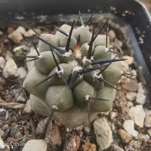 实生短豪刺黑王丸2.9cm龙爪球小众植物一物一拍多肉12