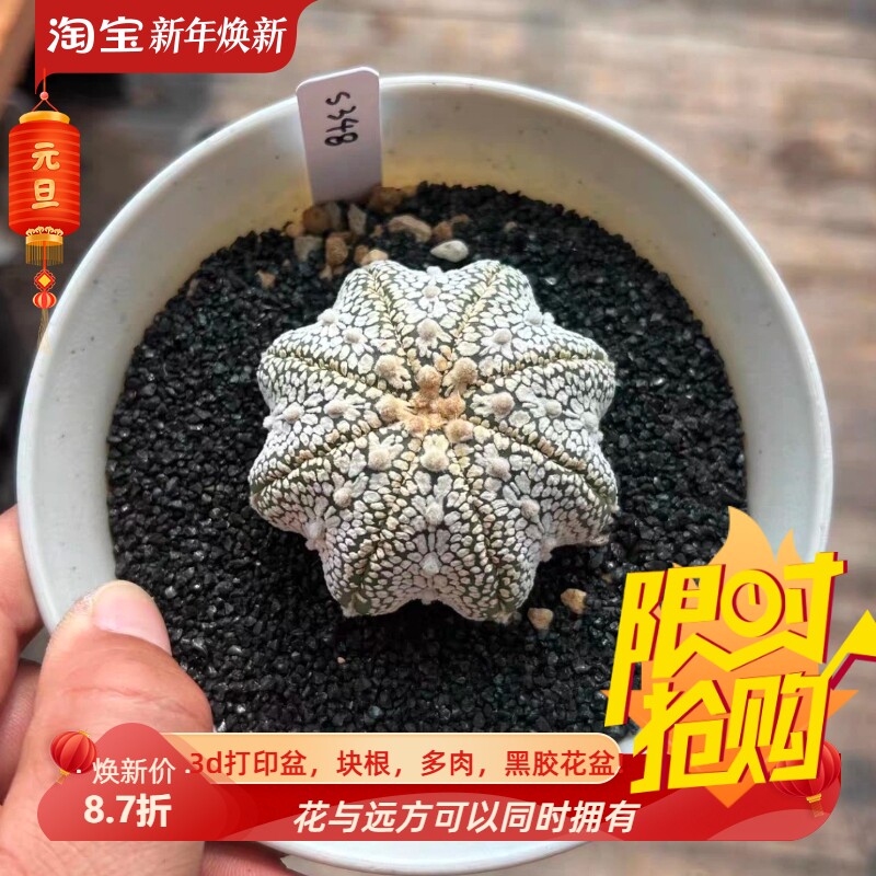 泰系实生海星雪花浓白v兜/s348星球属仙人球多肉一物一拍包邮9/15