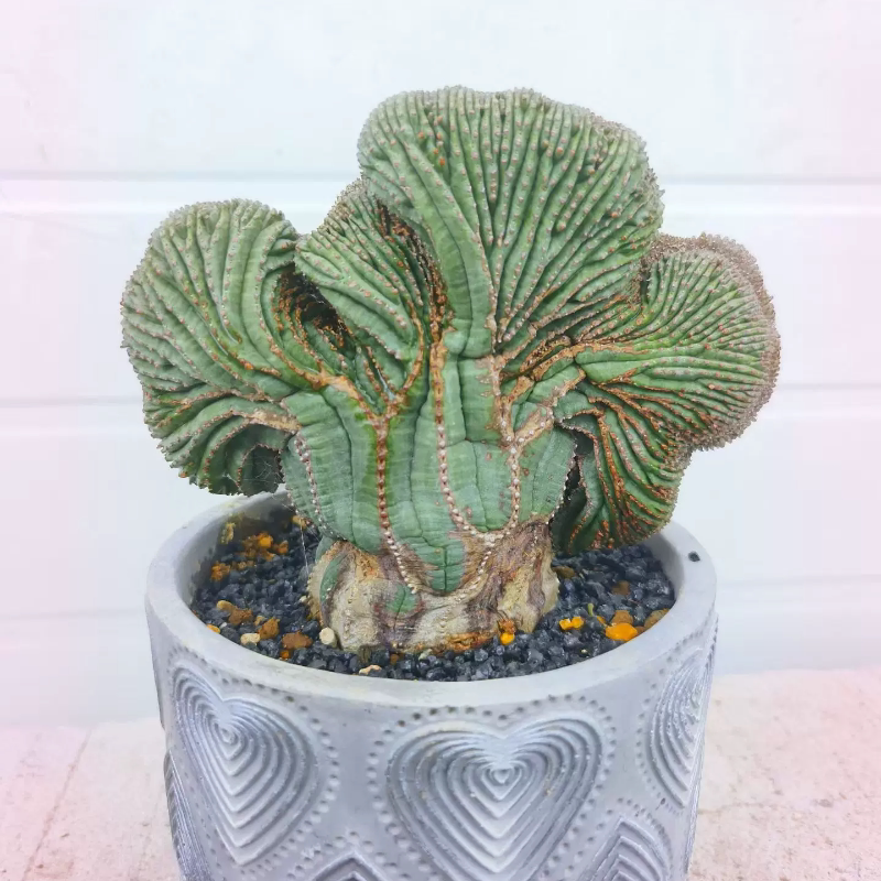 布纹球缀化扇子型大戟科块根植物室内盆栽多肉一物一拍8/8