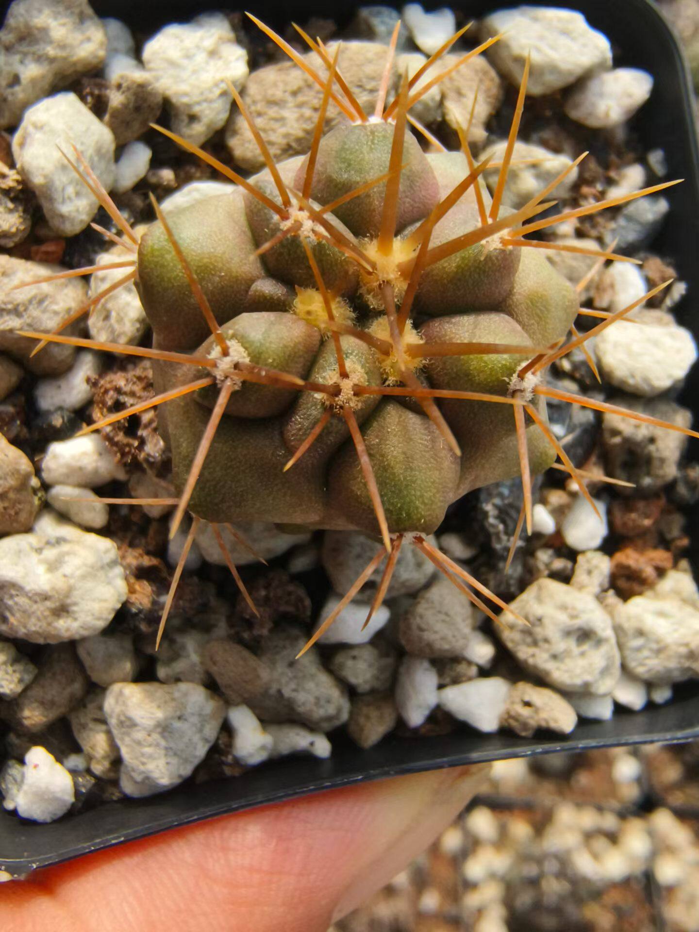 实生金刺黑王丸龙爪球属仙人球植物一物一拍仙人球多肉包邮7/23