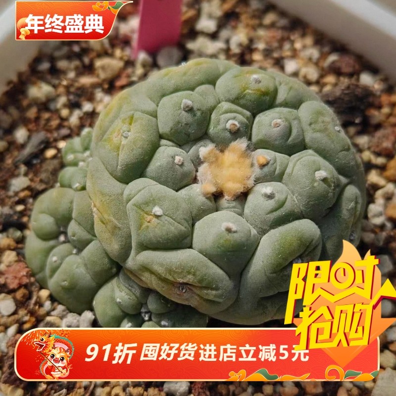 草球群生，自根多年根很好桌面绿植稀有品多肉一物一拍包邮10/31