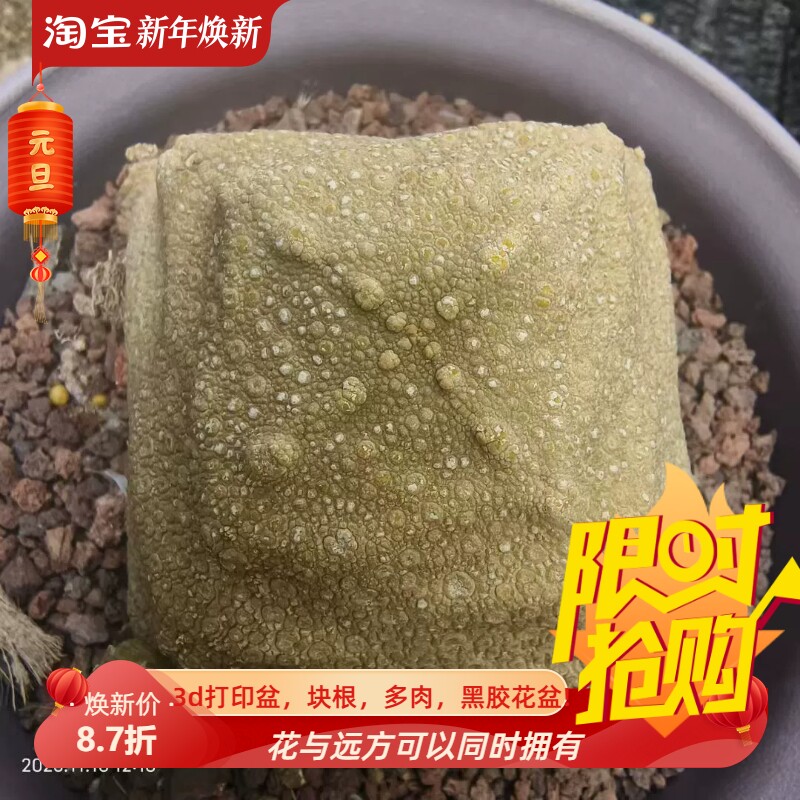 巨大臭豆腐块板正的大方块 四方凝蹄玉一物一拍多肉包邮稀有11/16