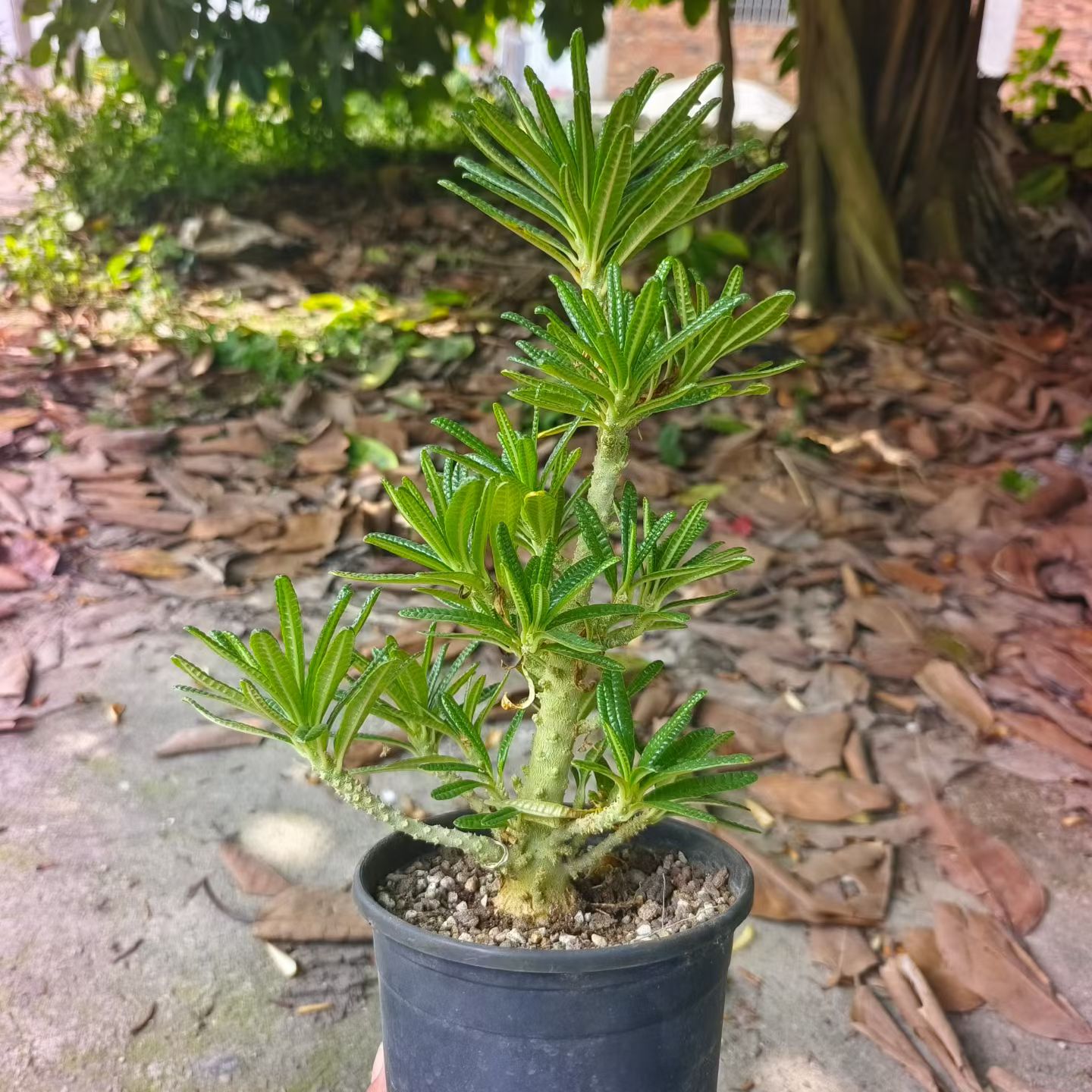 泡泡叶巨硫桑,大块头。枝繁叶茂。稀有品种潮流多肉一物一拍7/21