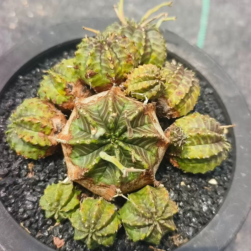 法利达。多头群生,自根多年大戟科块根室内盆栽多肉一物一拍7/13