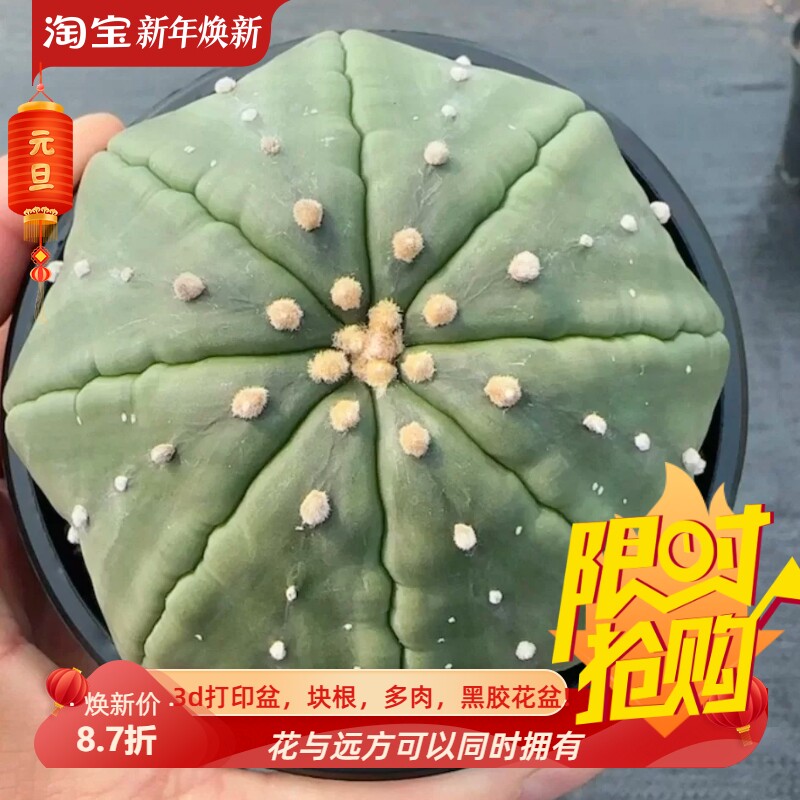 实生指纹海星兜,球体饱满星兜属潮流懒人仙人球多肉一物一拍2/6