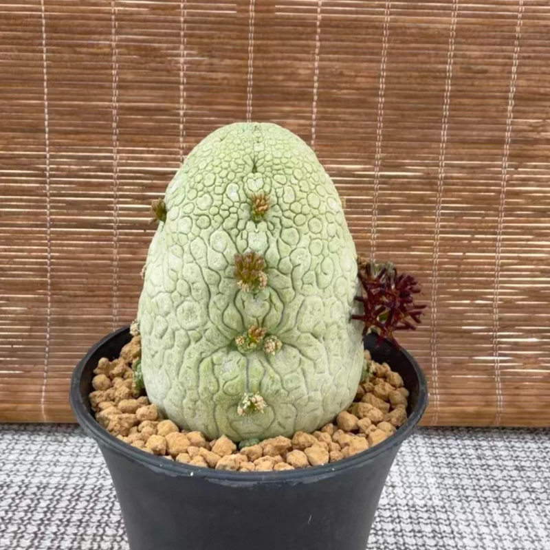 实生凝蹄玉萝藦科精选母本级别主头5.7CM含崽6.3一物一拍多肉4/11