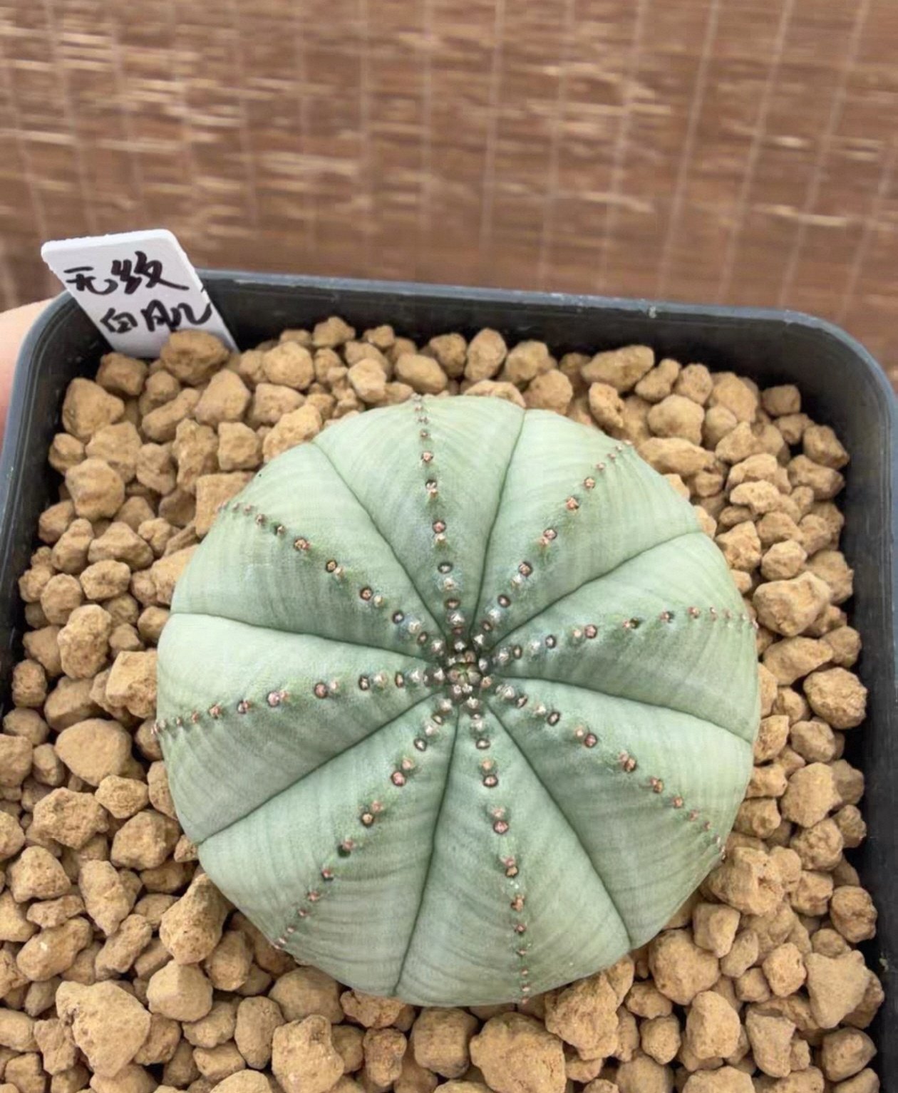 实生白肌布纹球·神玉，大戟科植物4.7潮流多肉一物一拍包邮9/6