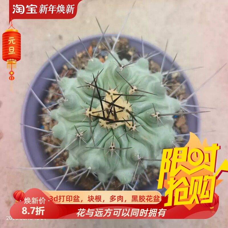 输入品实生蓝肌鹤巢丸潮流仙人球植物室内盆栽多肉一物一拍8/18