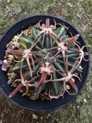 实生武藏凌波锦潮流仙人球植物一物一拍仙人球多肉包邮7/21