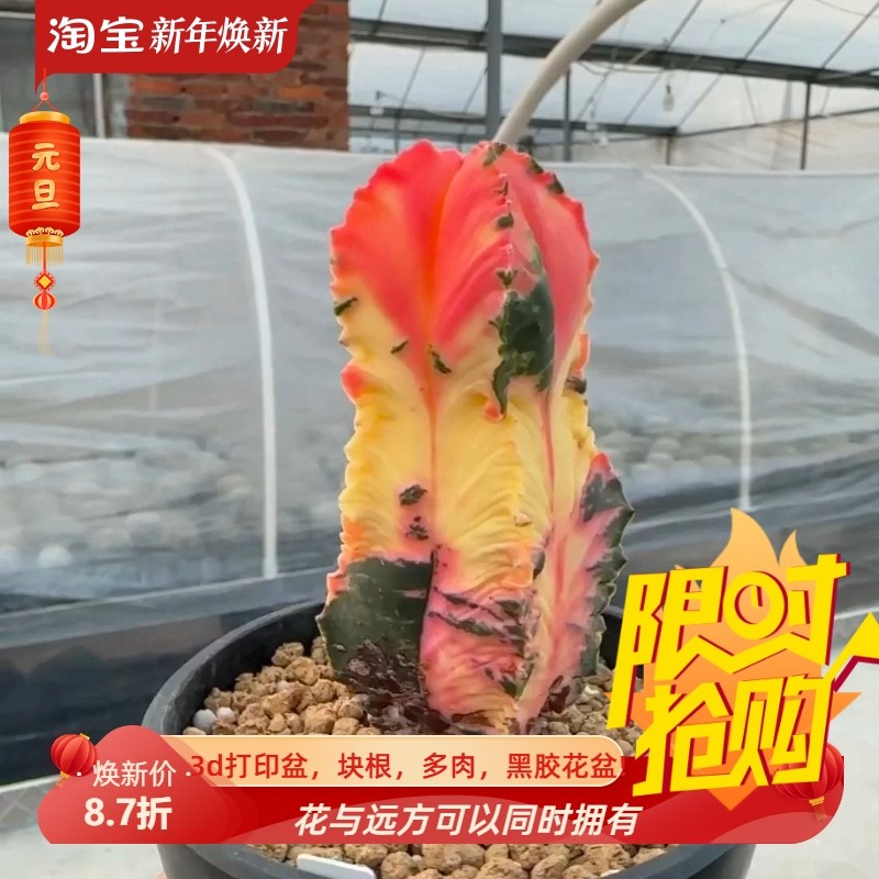 实生四方鸾凤玉双色锦棱上带锯齿5.3CM星球属仙人球一物一拍1/21,鲜花速递/花卉仿真/绿植园艺,多肉植物,淘宝优惠券,粉丝福利购,淘宝优惠卷