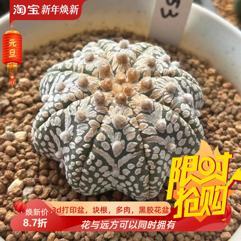 实生海星体立体疣超兜V兜/s153星球属仙人球稀有多肉一物一拍1/31