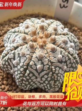 实生海星体立体疣超兜V兜/s153星球属仙人球稀有多肉一物一拍1/31