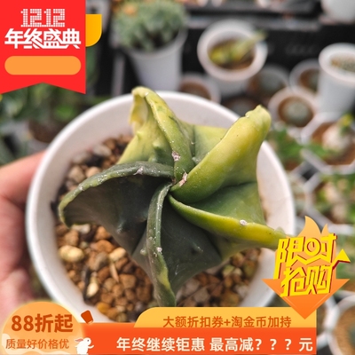 边缘波浪状阴阳锦鸾凤玉星球属仙人球稀有品种多肉一拍包邮10/7