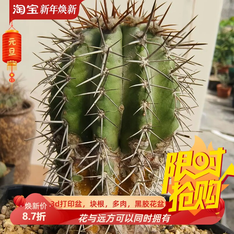 舞龙丸 产地仙人球潮流懒人桌面绿植稀有品多肉一物一拍包邮10/30