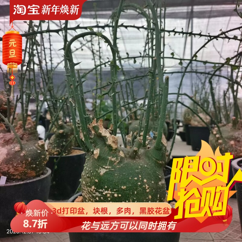 很圆的球腺蔓潮流懒人沙生桌面绿植块根一物一拍多肉包邮12/7