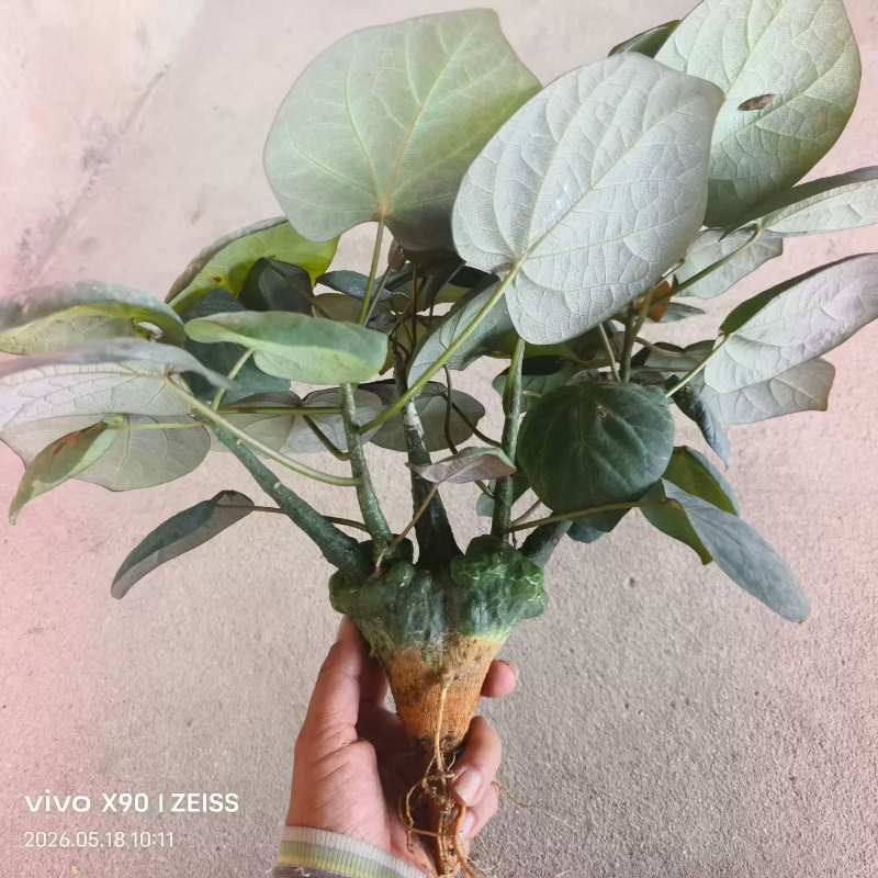 红叶西番莲，三叉戟造型块根植物潮流懒人沙生带盆发一物一拍5/18