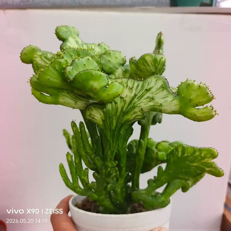 珊瑚棍缀化锦 大群生潮流懒人仙人球潮流沙生带盆发一物一拍5/21