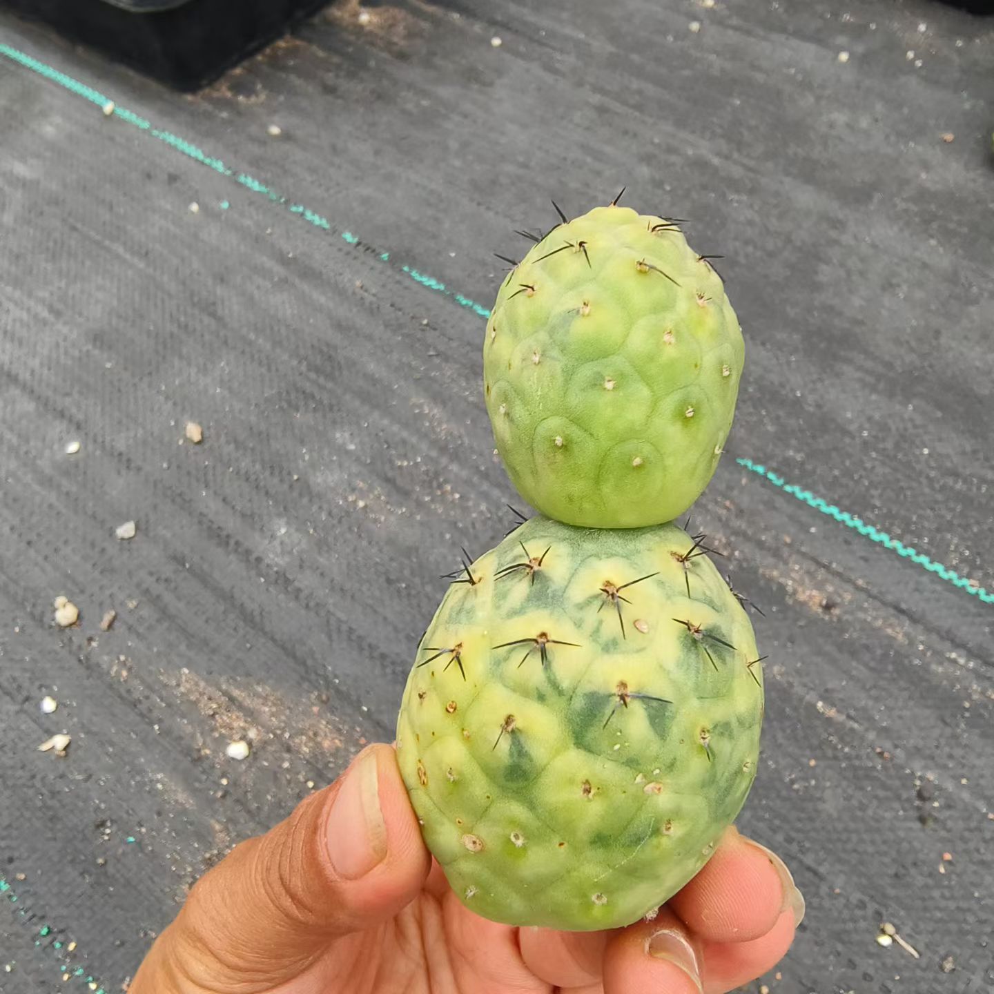 双头习志野锦侧芽易出根仙人球潮流懒人沙生桌面植物多肉包邮7/26