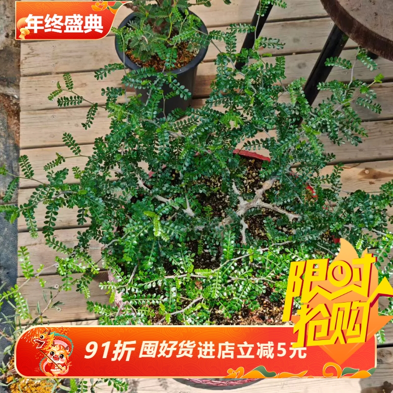 枝繁叶茂  象足漆树盆口应该是40cm块根植物一物一拍室内盆栽6/25