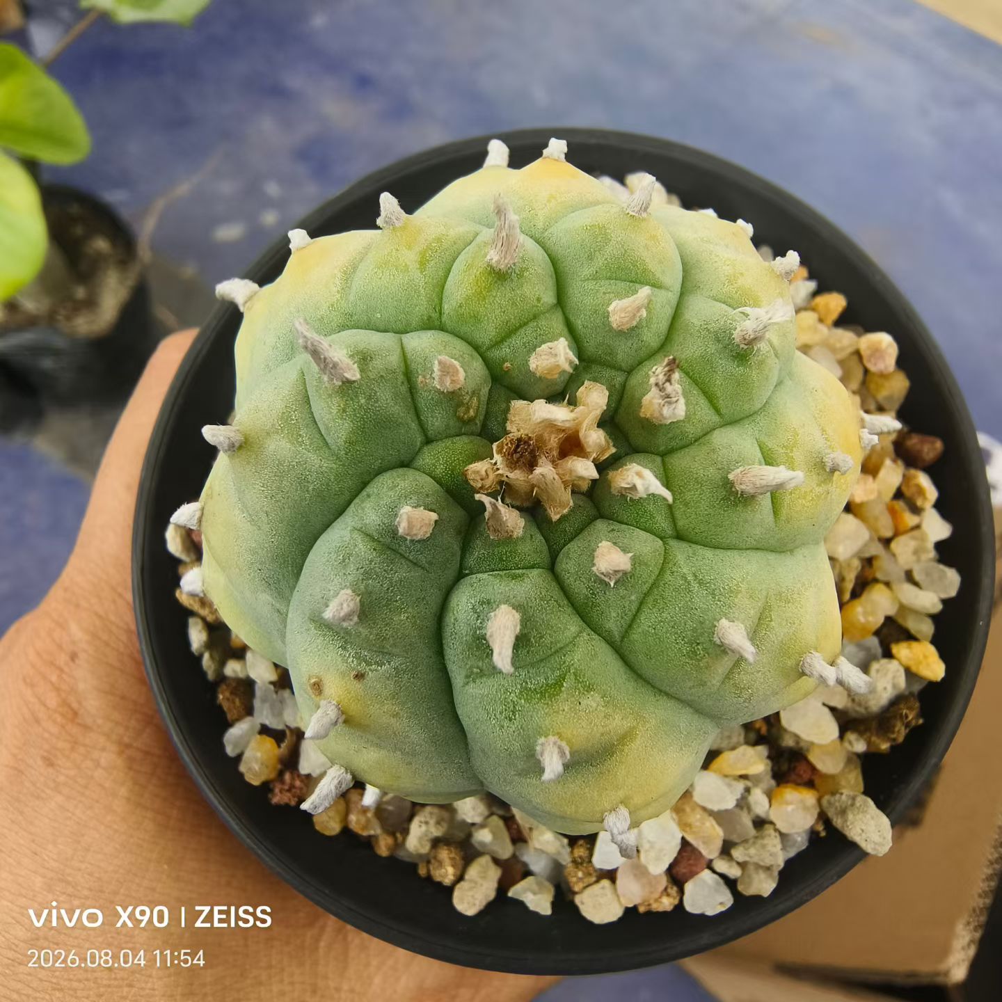 黄体肋骨无刺草球侧芽自根多年仙人球一物一拍沙生多肉包邮8/4