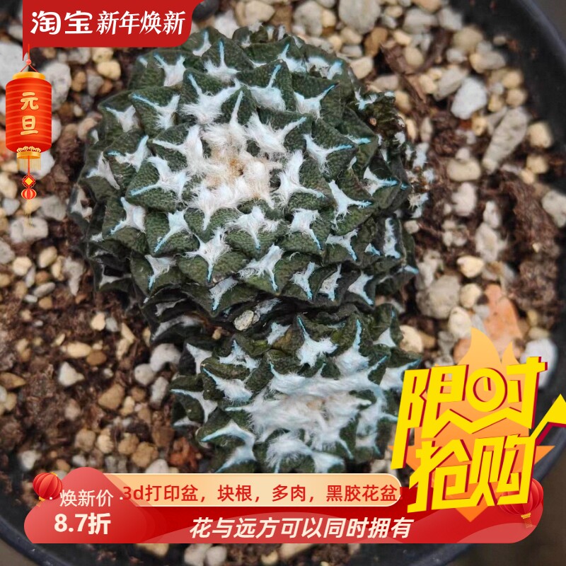 带侧象足黑牡丹无刺草球懒人仙人球植物一物一拍室内盆栽包邮11/3