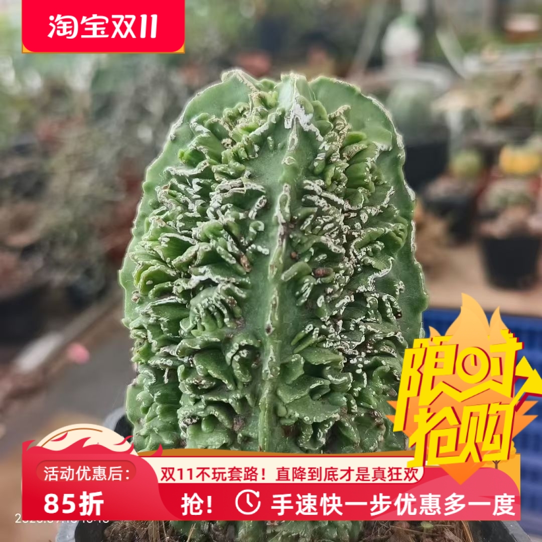 实生核桃鸾凤玉星球属,优秀个体潮流懒人多肉一物一拍包邮9/18