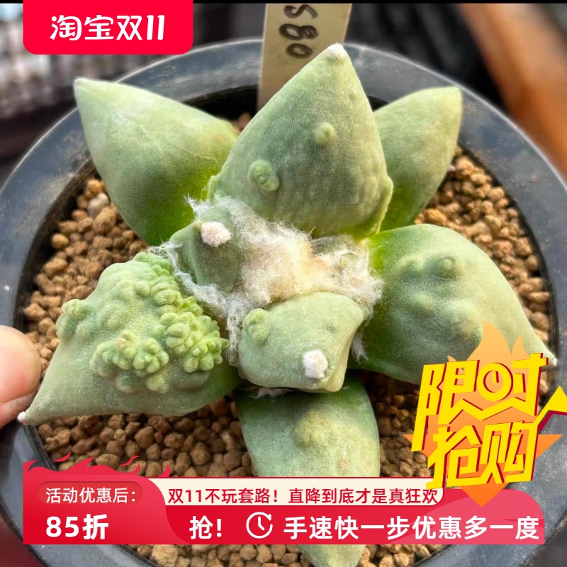 泰系实生怒涛/s80潮流岩牡丹属仙人球一物一拍稀有多肉包邮9/5