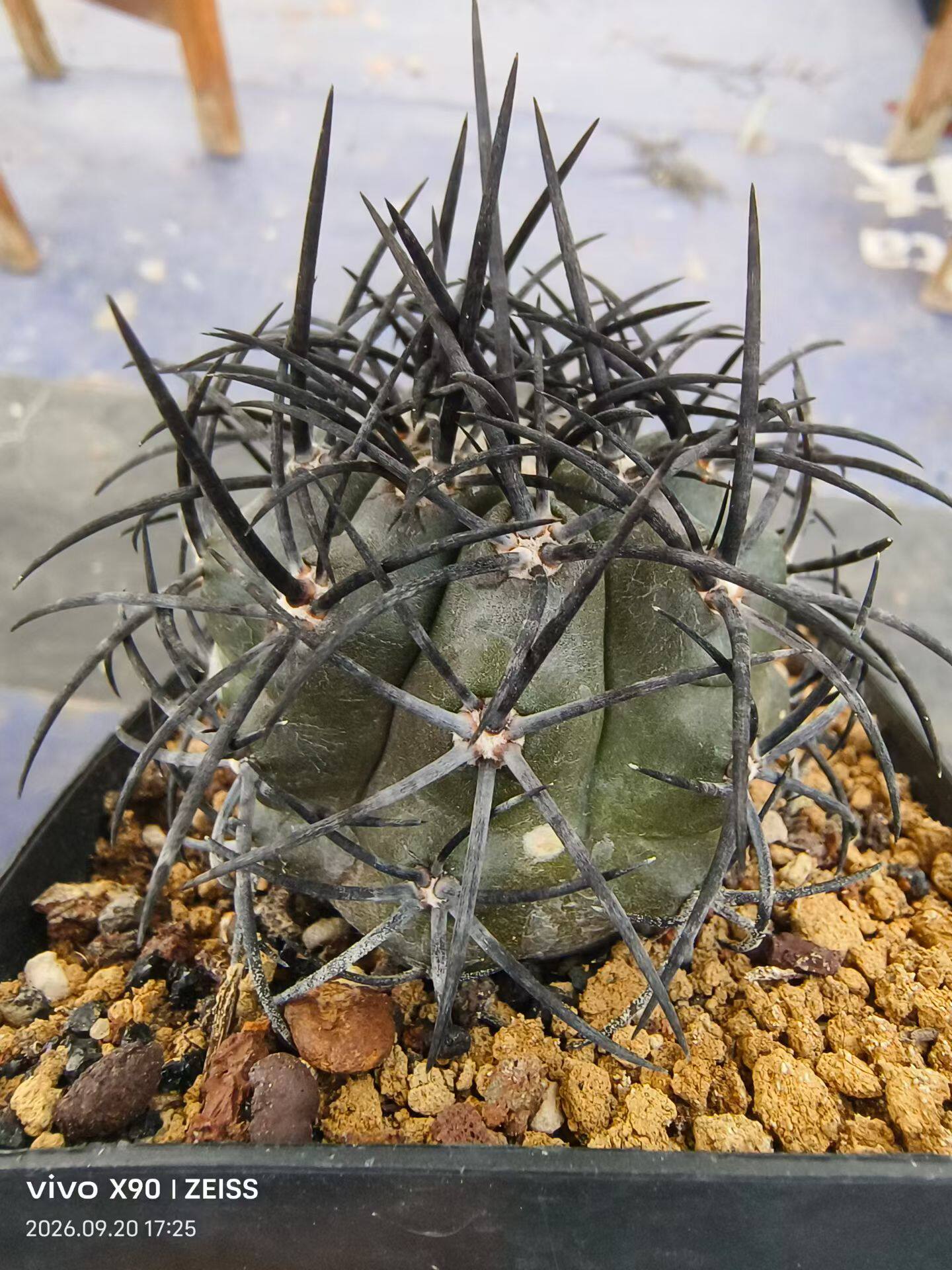强粗碳黑刺杜拉丸。自根仙人球潮流沙生懒人绿植一物一拍包邮9/21