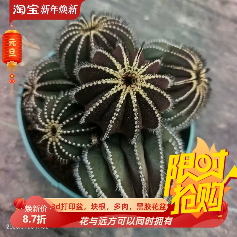 群生尤伯球，大群生，非常霸气，落地株植物潮流多肉一物一拍1/27