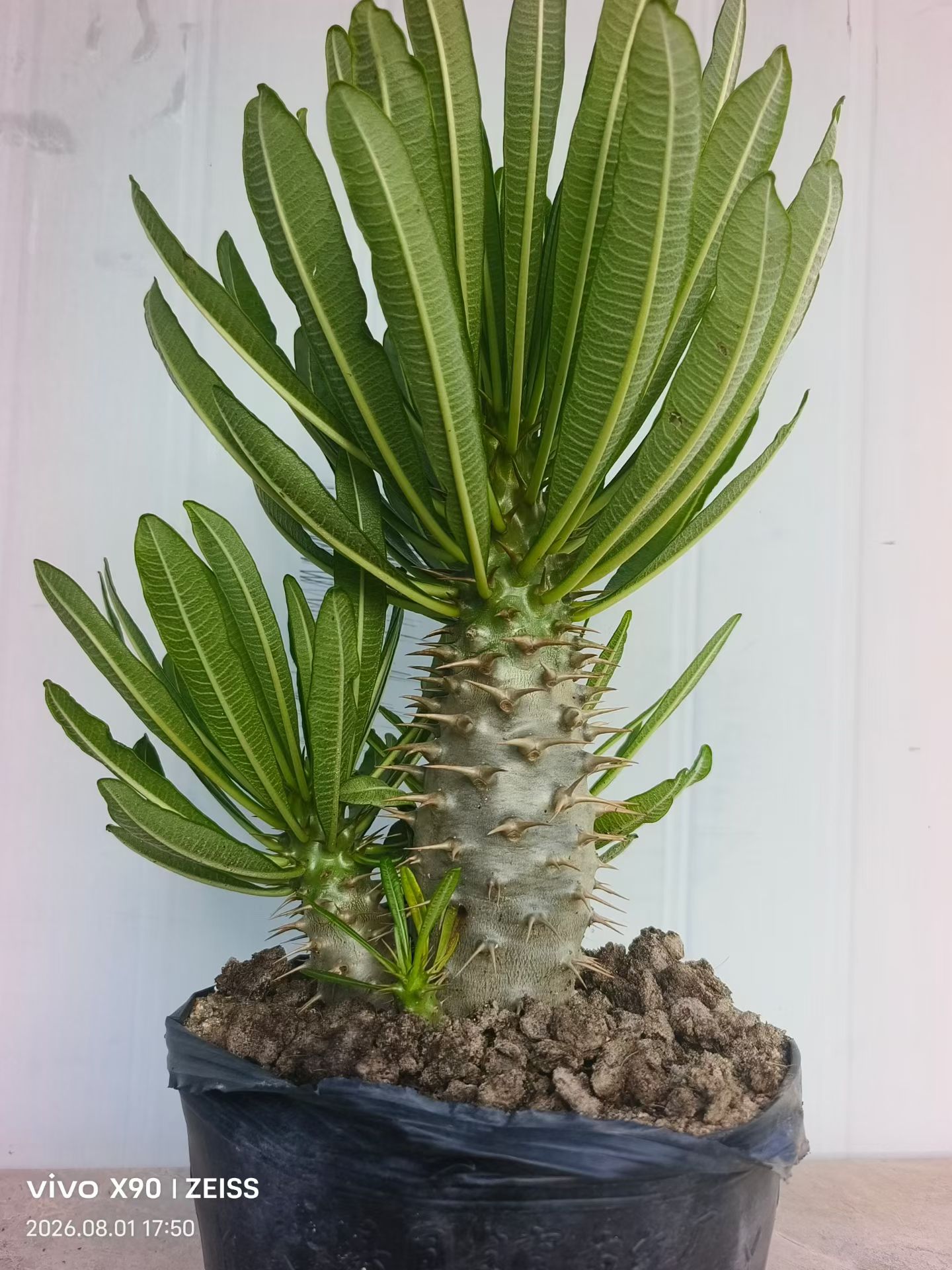 实安博棒槌，多头群生块根植物一物一拍沙生多肉包邮8/1
