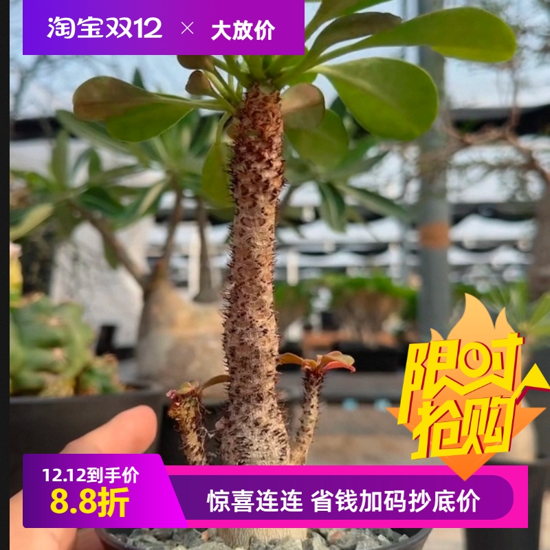 象鼻大戟缀化潮流懒人沙生块根植物一物一拍仙人球多肉包邮12/5