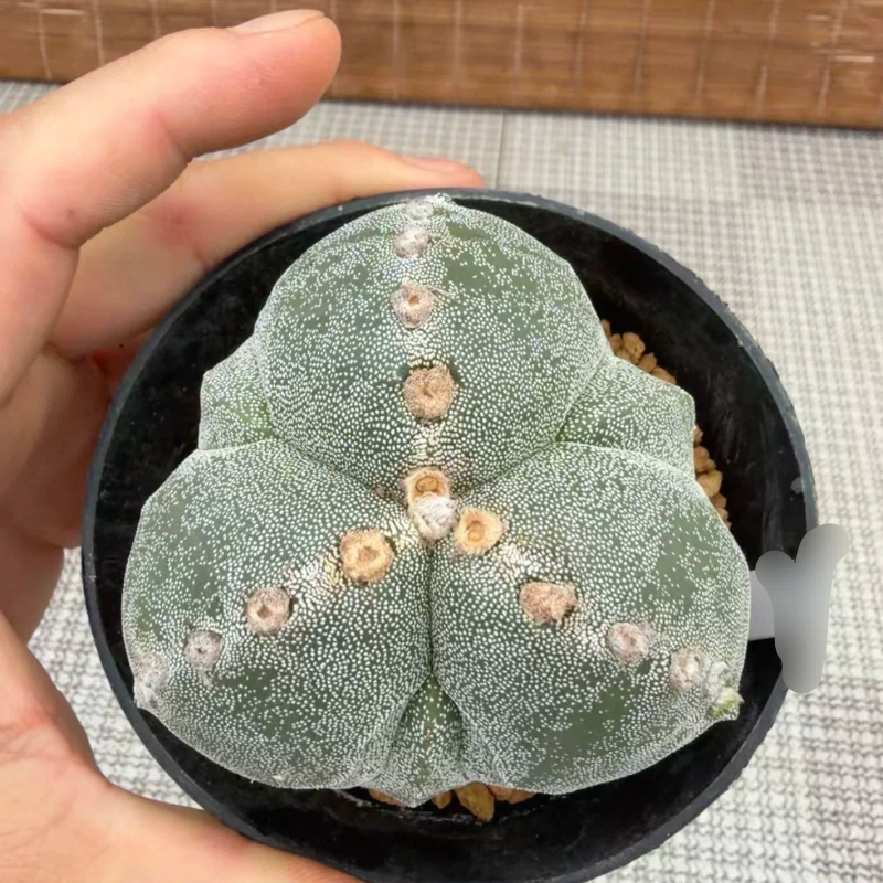实生三角复棱鸾凤玉精选圆胖球形7.9CM星兜属仙人球一物一拍6/26
