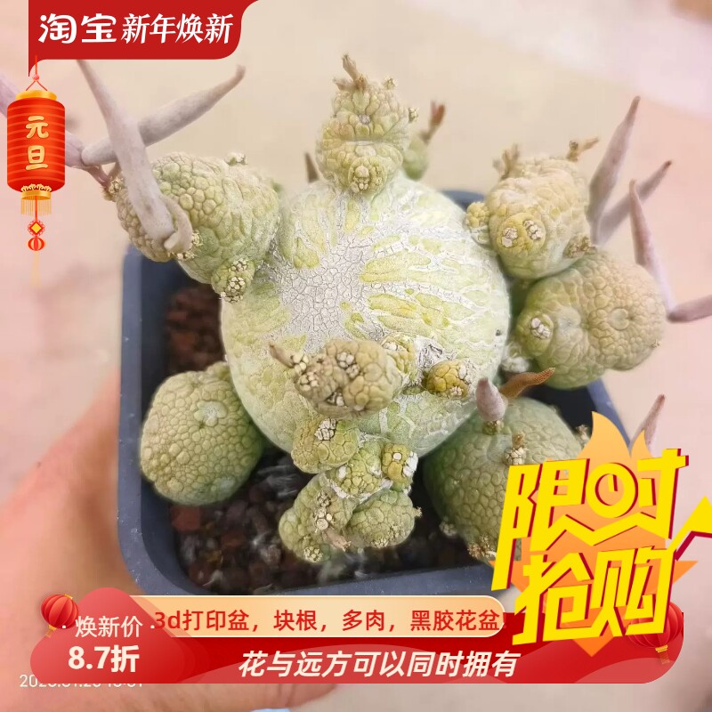 凝蹄玉,群生株,奇奇怪怪的萝藦科块根植物潮流多肉一物一拍1/26