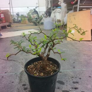 滔天橄榄老桩子潮流懒人沙生桌面块根植物带盆发一物一拍6/9