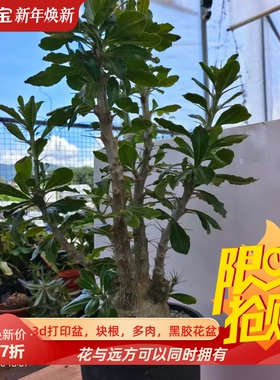 圆肚子白马城。肚子特别圆棒棰树属块根植物一物一拍多肉包邮6/26