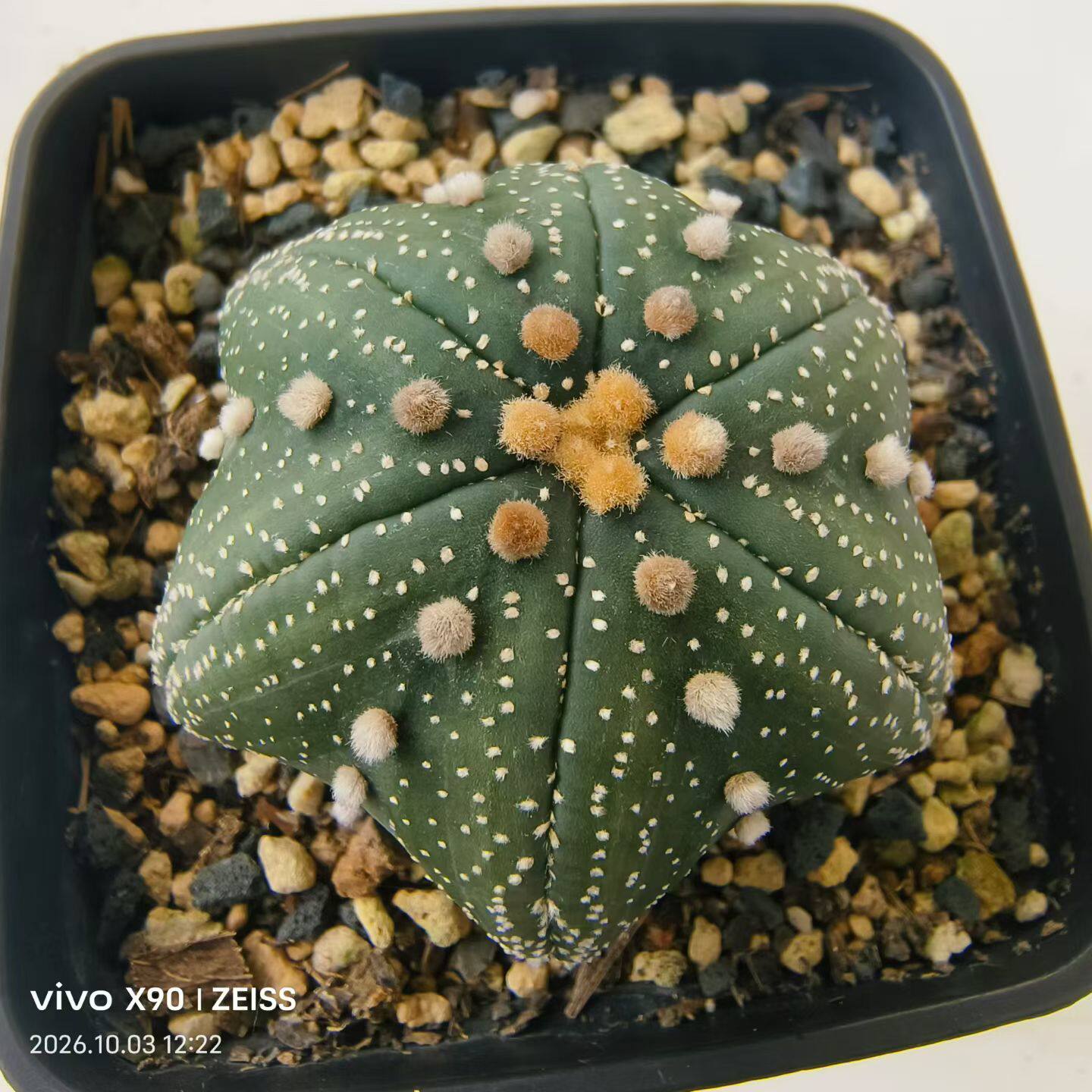 实生精品海星指纹超兜仙人球植物潮流懒人多肉一物一拍包邮10/5