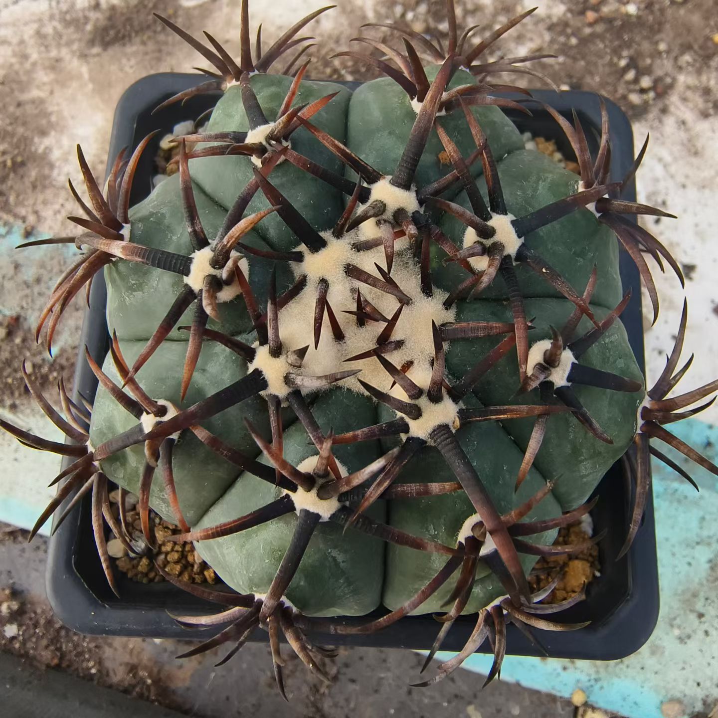 雷帝自根株，稳根天平丸属仙人球绿植一物一拍沙生多肉包邮7/31