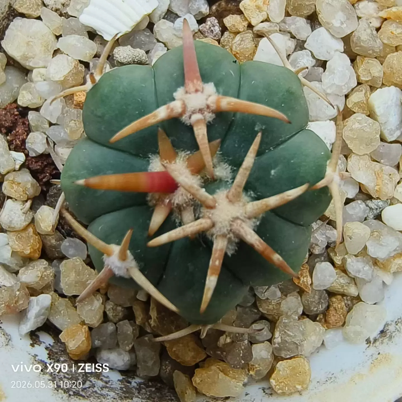 实生白刺翠平丸短豪刺仙人球植物潮流懒人沙生带盆发一物一拍5/30