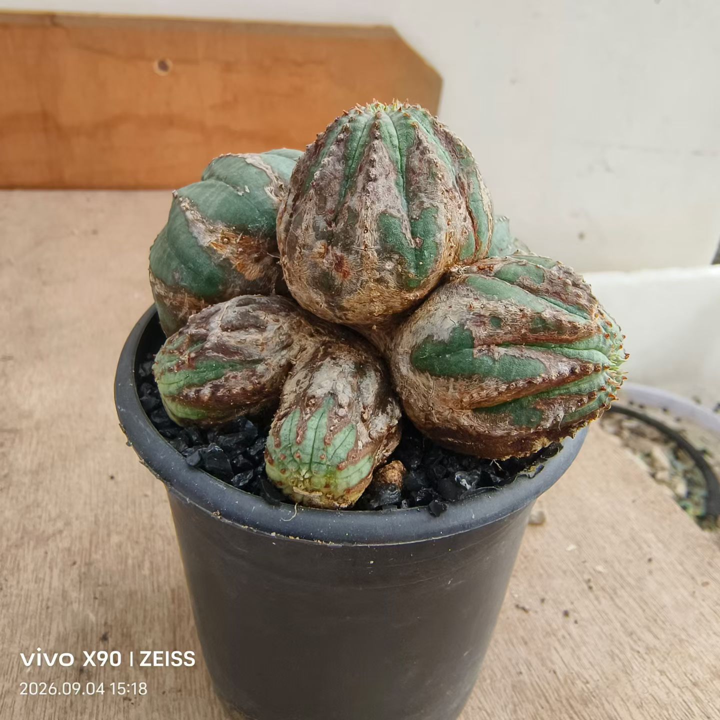 木质纹布纹球多头群生。块根懒人植物潮流多肉一物一拍包邮9/5