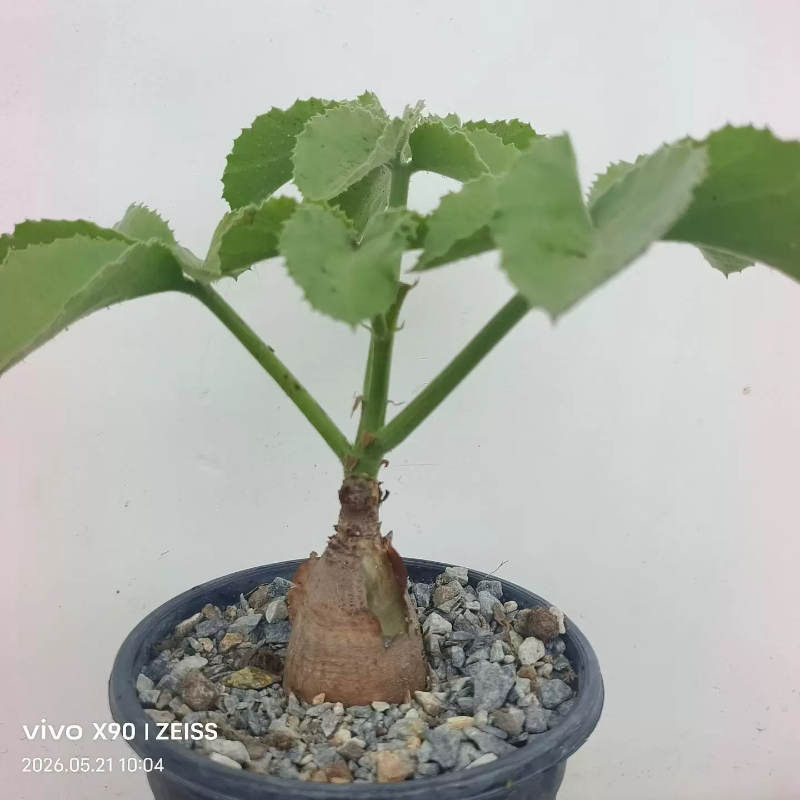 安哥拉葡萄翁桌面绿植稀有品种潮流沙生带盆发一物一拍5/21