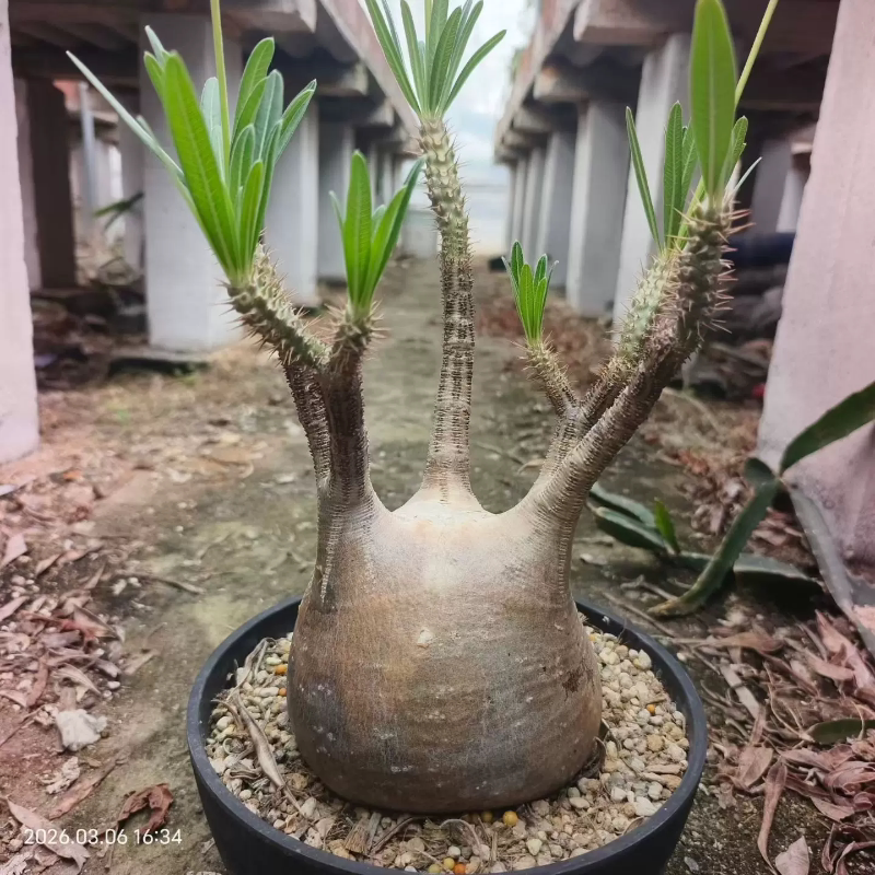 熟桩子大平台红皮象牙宫 带盆发货块根稀有沙生绿植一物一拍3/5