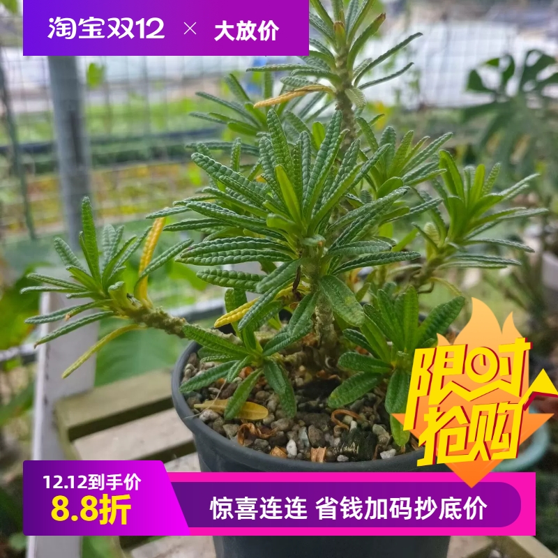 泡泡叶巨硫桑群生株块根超值价室内盆栽多肉一物一拍包邮10/27