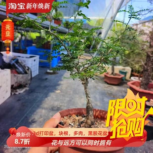 实生象足漆树块根植物潮流懒人沙生桌面室内盆栽多肉一物一拍8/23