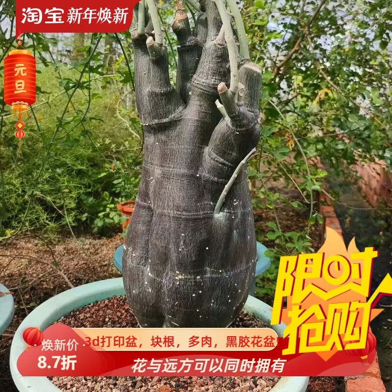 紫皮毒腺蔓宝瓶型潮流改风水块根植物一物一拍稀有品种包邮7/13