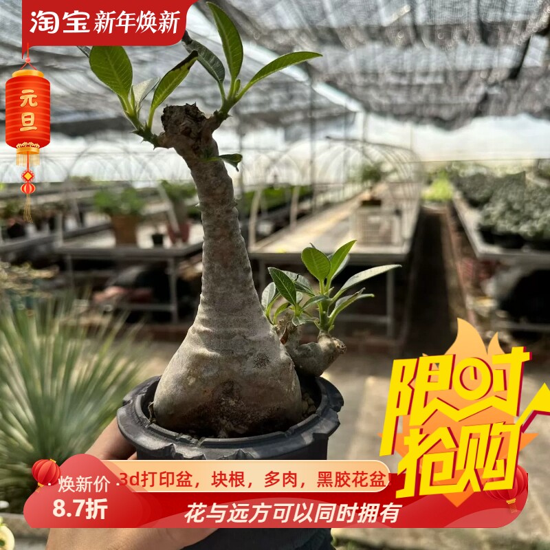 温莎棒槌7.4CM熟桩特价块根不含盆一物一拍室内盆栽潮流多肉10/14
